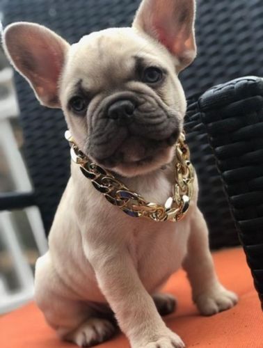 Hip Hop Dog Collar Chain for Small Pets (15 Inches) photo review
