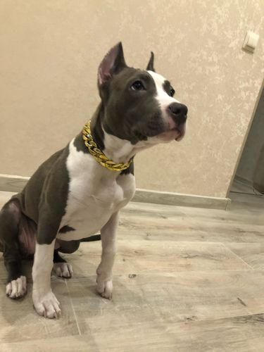 Hip Hop Dog Collar Chain for Small Pets (15 Inches) photo review