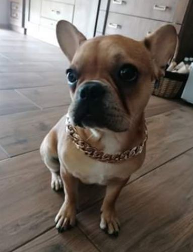 Hip Hop Dog Collar Chain for Small Pets (15 Inches) photo review