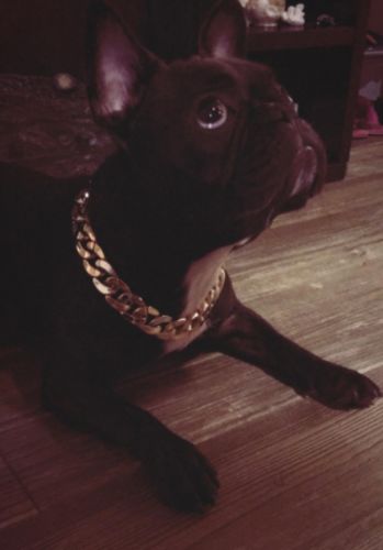 Hip Hop Dog Collar Chain for Small Pets (15 Inches) photo review