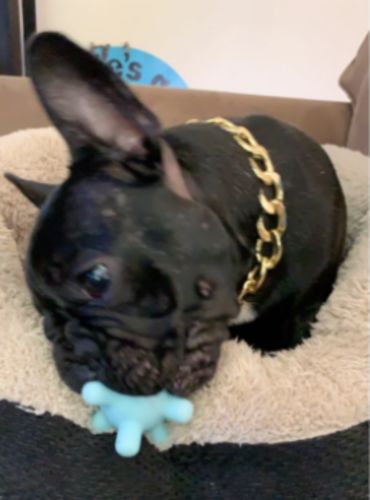 Hip Hop Dog Collar Chain for Small Pets (15 Inches) photo review